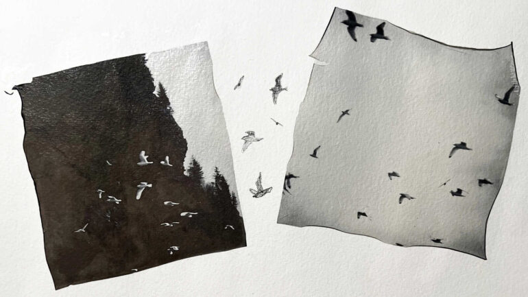 Laura Barth - Bird Photography - 2
